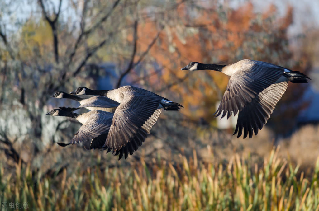 A few geese call Qilu at night iNEWS