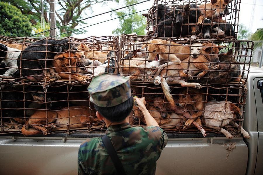 crazy!4 million dogs are eaten a year, why does Vietnam prefer dog meat
