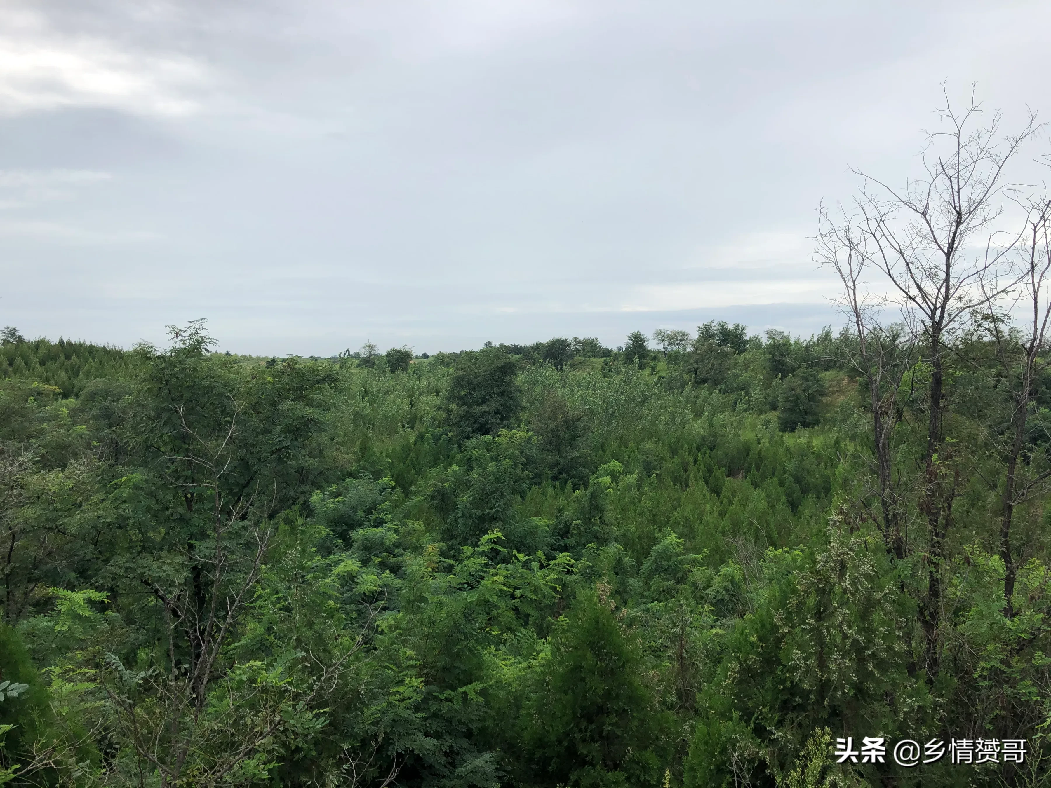 陕西省大荔县农村，有个森林公园，很多人没去过
