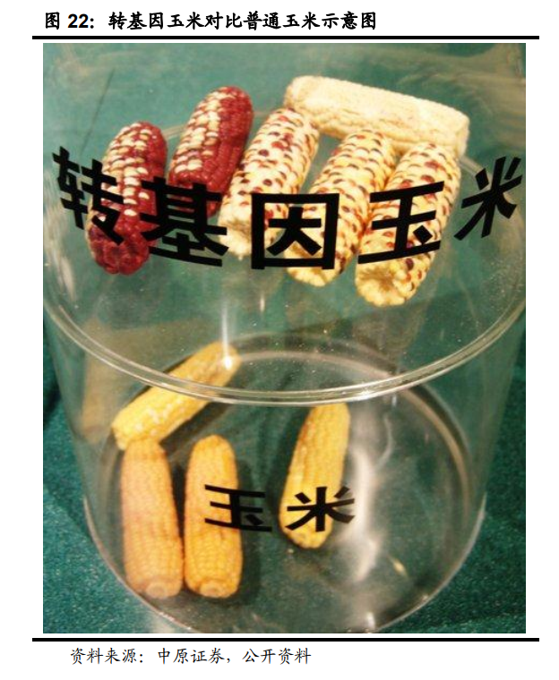 种业深度报告：生物育种十年磨一剑，喜迎政策春风