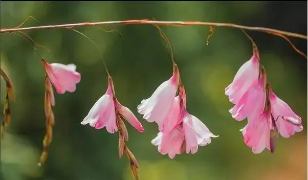 160種· 奇花異草，絕對有你沒見過的！ 「下部分」