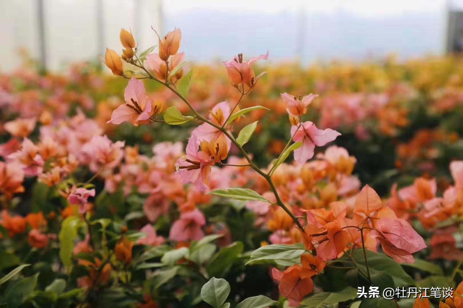 战“疫”日记之一：灾难袭来，小区人的疫情命