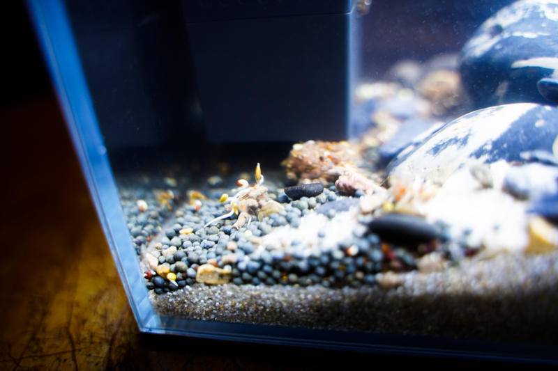 在家创造水世界：小佩起源纪鱼缸评测