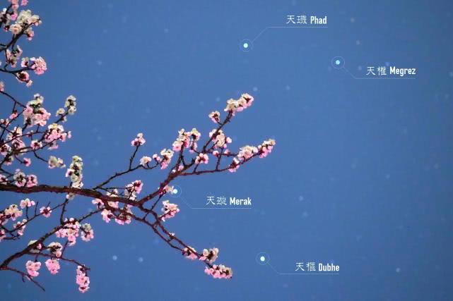 靜謐的夜色中，看花與星空的對話
