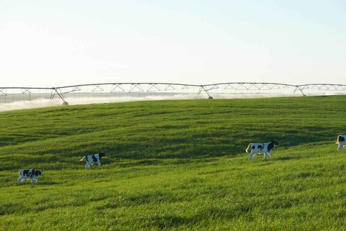 北海牧场入股澳亚牧场，双方战略关系全面升级