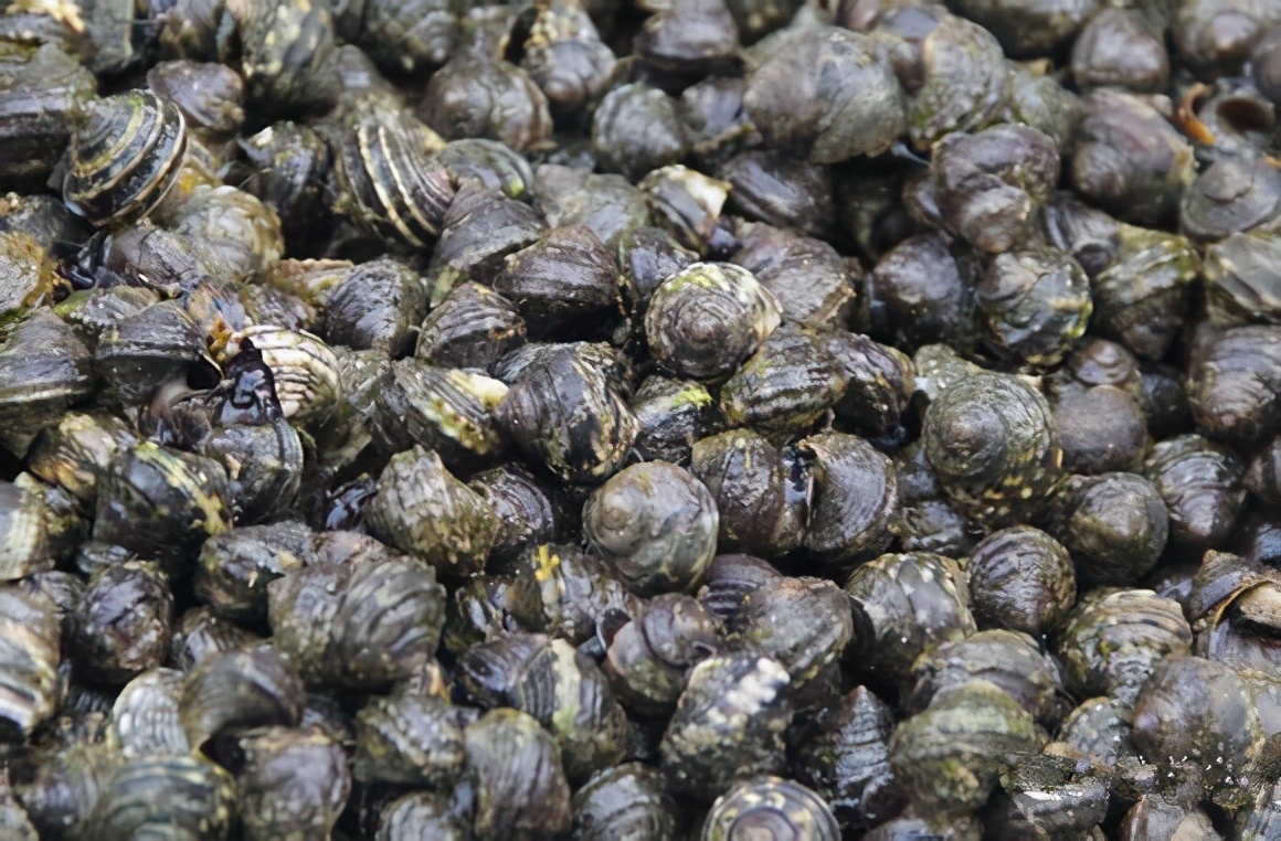 海鮮大全，值得收藏