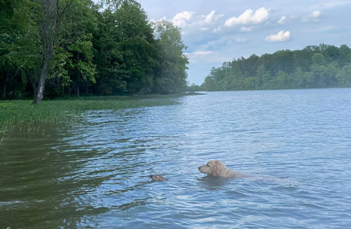 奇速英语时文阅读初二篇：金贵犬在弗吉尼亚湖中营救溺水的小鹿