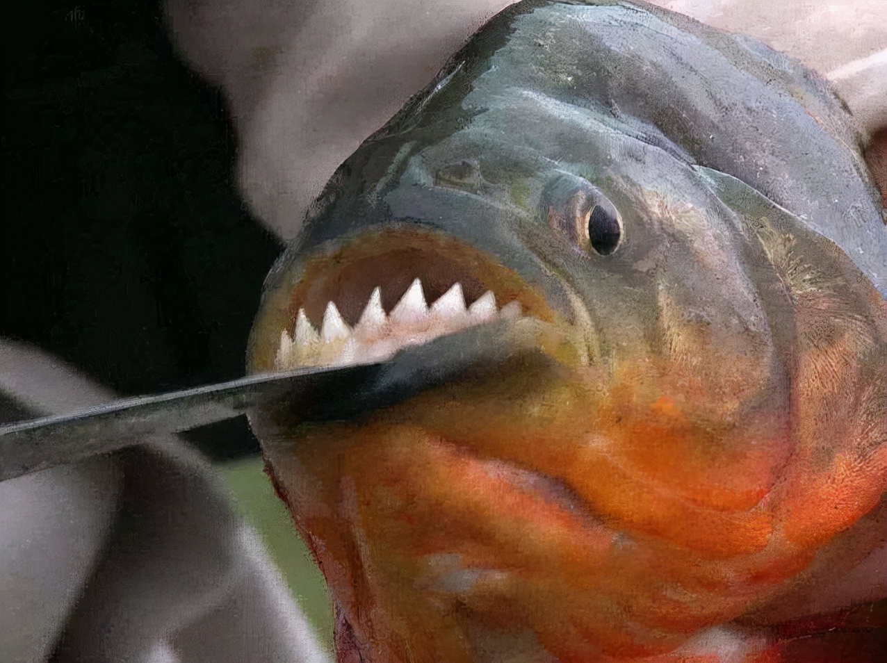 The foreigner hungry a group of piranhas for 8 days. After putting the