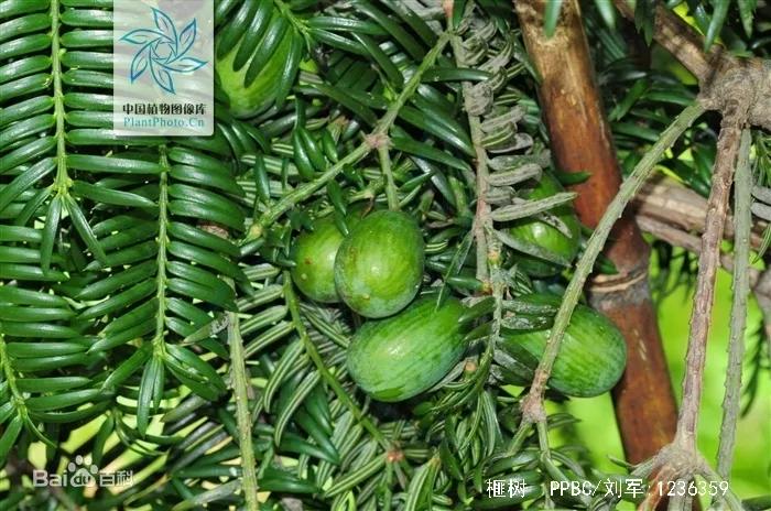 异香扑鼻，世上罕见，坚果中的“香奈儿”——香榧