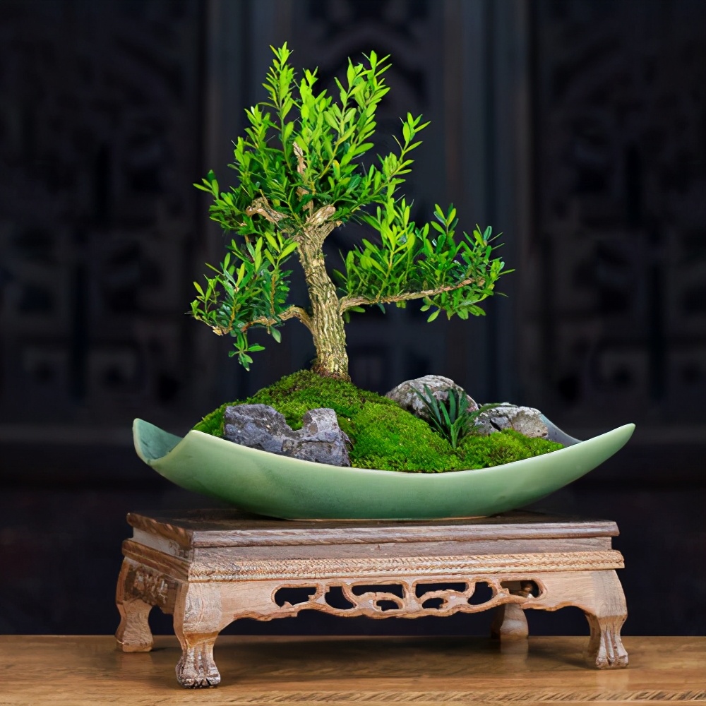 二類保護植物羅漢松 價格居高不下 一樹難求 主要是這幾個原因 花房姑娘娟子 Mdeditor