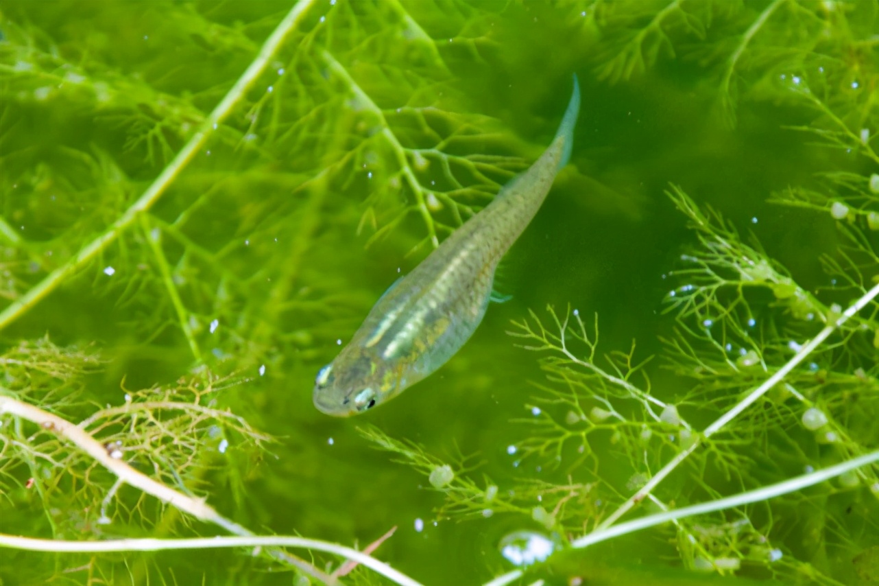 每天吃幾百只蚊子的食蚊魚，蘇聯(lián)為其立碑，卻成人類滅蚊史的烏龍