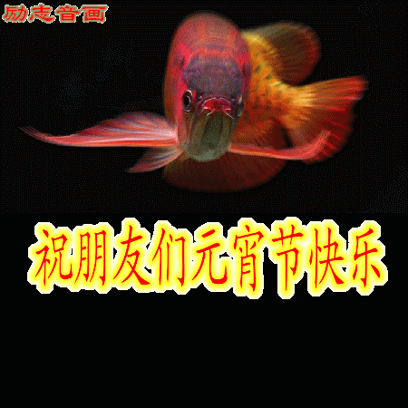 元宵节|2021年牛年元宵节快乐动态表情包 发朋友圈祝福动态表情聊天的图片