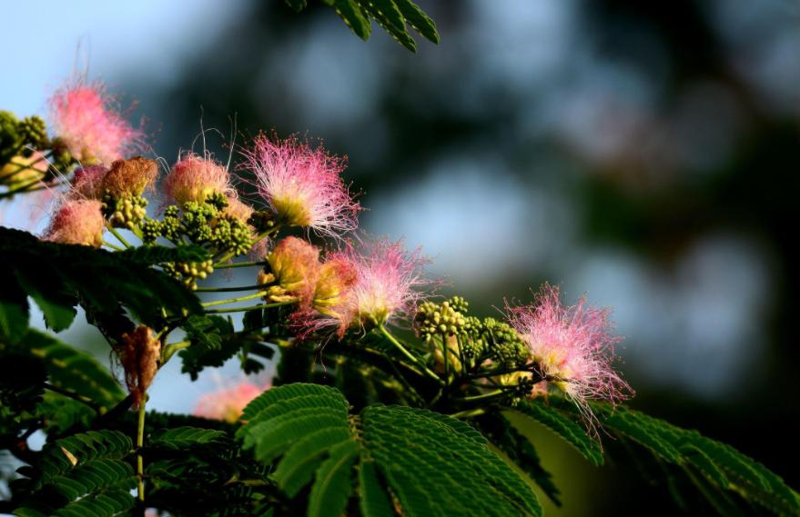 The meaning of the tree not only love, but also