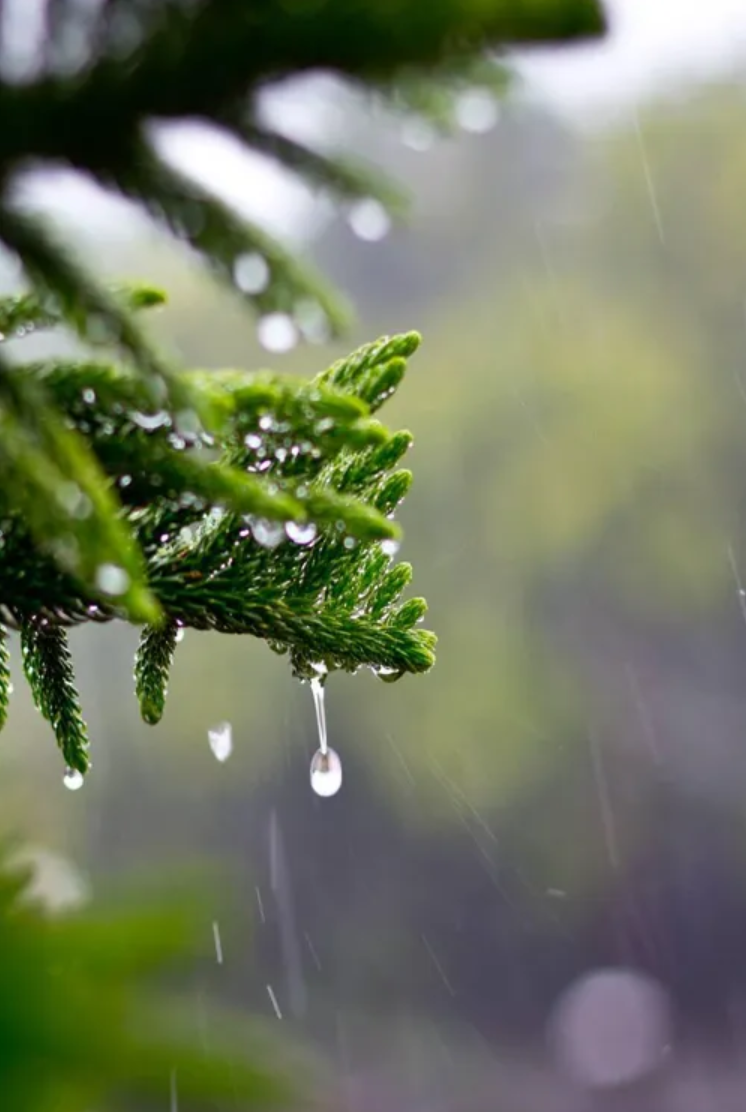 有关小雨的诗词，让小雨驱散夏日的炎热-第11张图片-诗句网