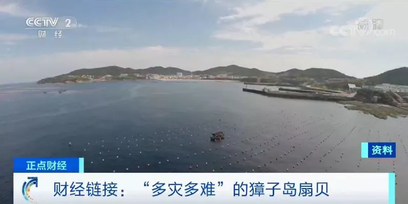 今年，扇贝今年又双叒跑了