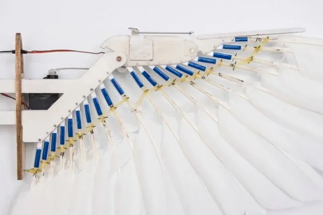 蜻蜓：飞行的王者，科学家研究数十年，一直吃不透关键技术！