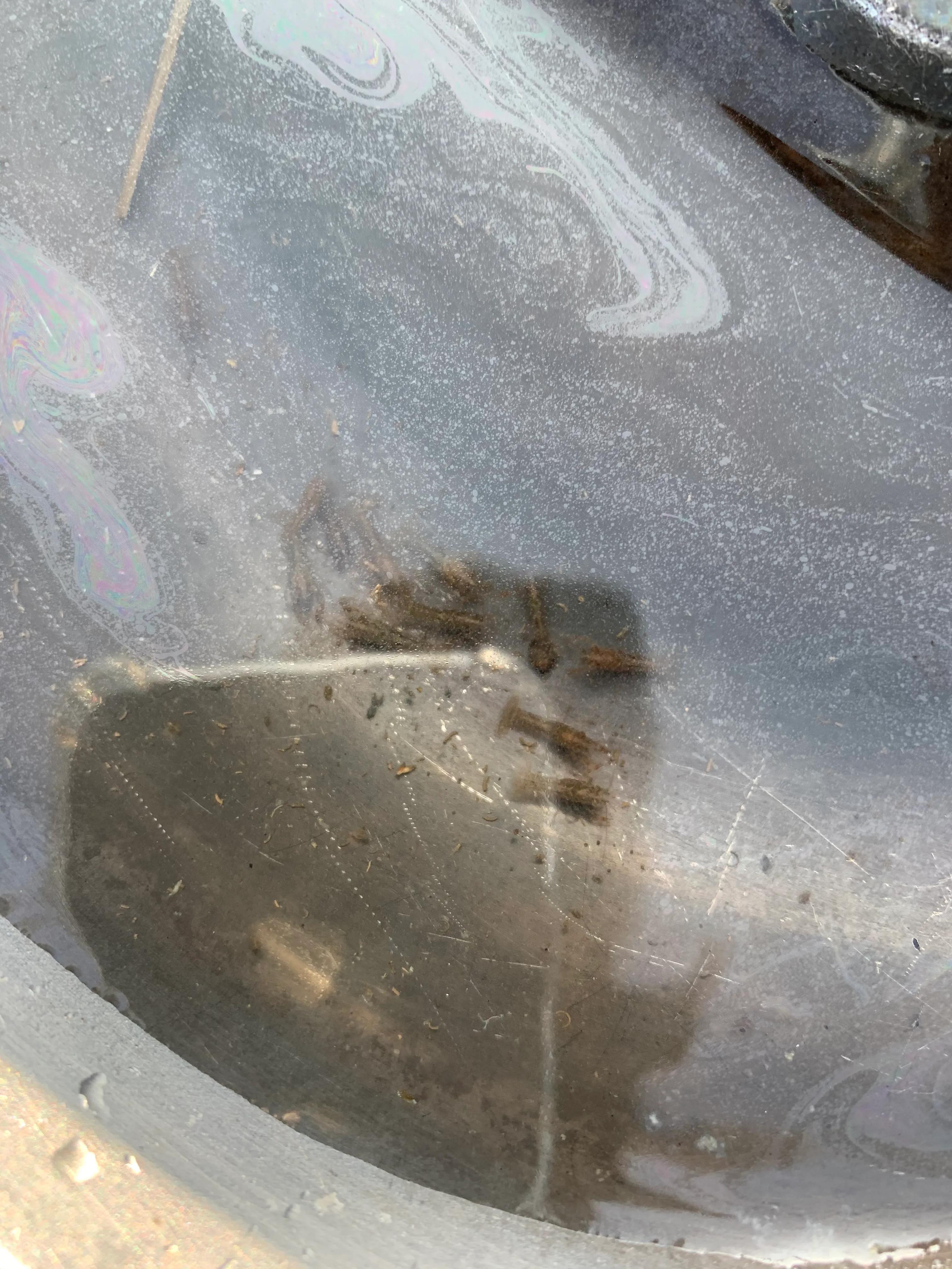 低温给小龙虾投喂豆浆和豆粕到底需不需要煮熟？直接投生的就行