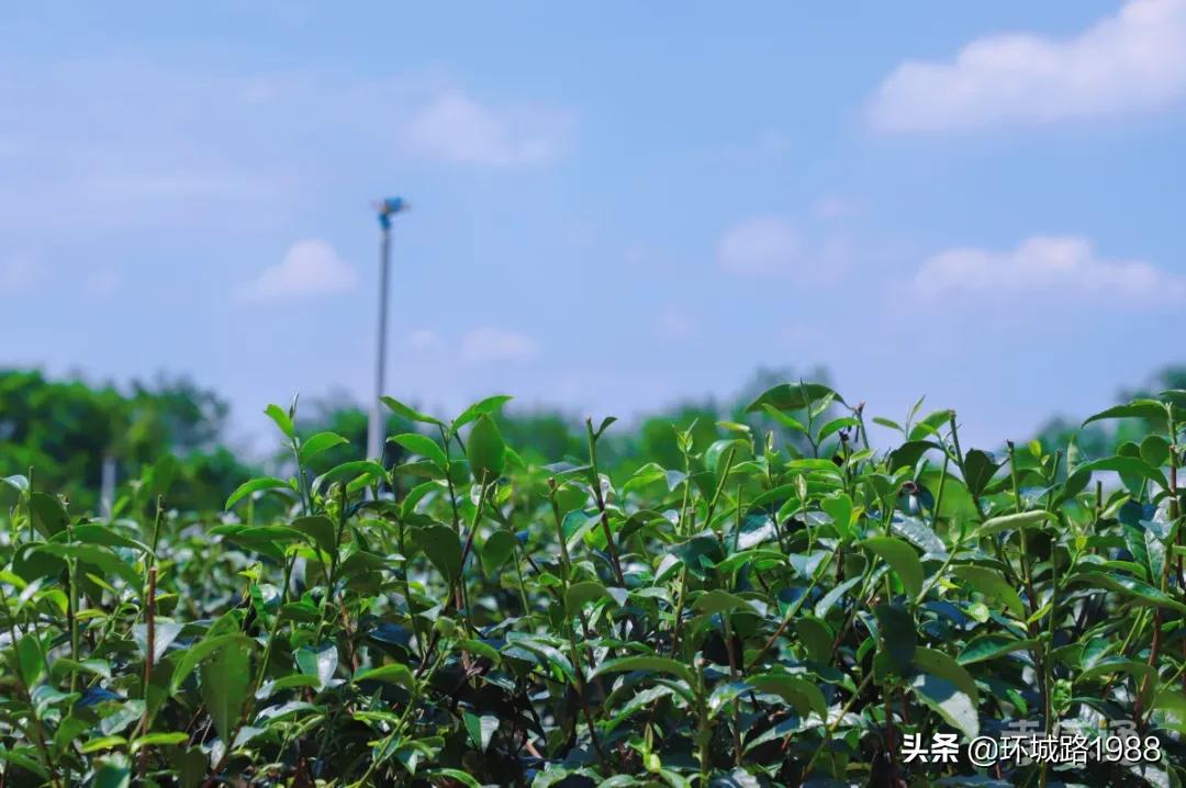 这里是,杨店