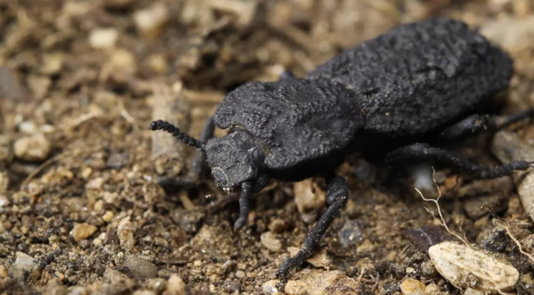 跟瓢蟲同樣材料的外殼，卻連釘子都敲不穿，這種鐵甲蟲你見過嗎？