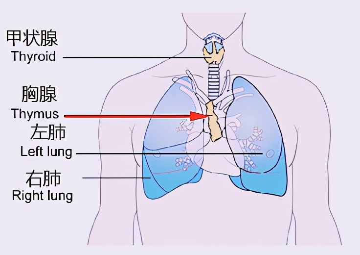 胸腺肽三兄弟：胸腺法新、胸腺五肽、胸腺肽有啥区别？