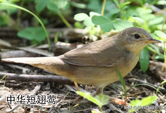 鸟叫声大全试听mp3中国最小鸟类49种您认识几种