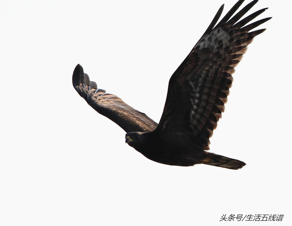 鹰的种类有哪些（在中国常见的10种鹰介绍）