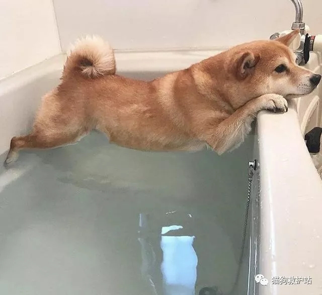 20張狗狗搞笑圖片，趕快給勞資刪了，我不要面子的啊