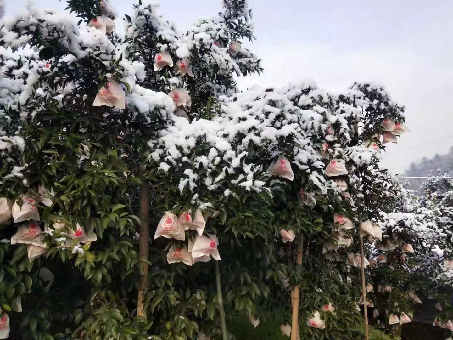 柑橘遭受冻害，如何快速保命？6个步骤，有助果农减少损失