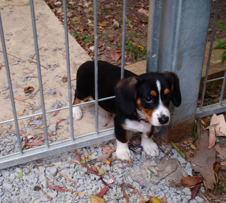 20張狗狗搞笑圖片，趕快給勞資刪了，我不要面子的啊