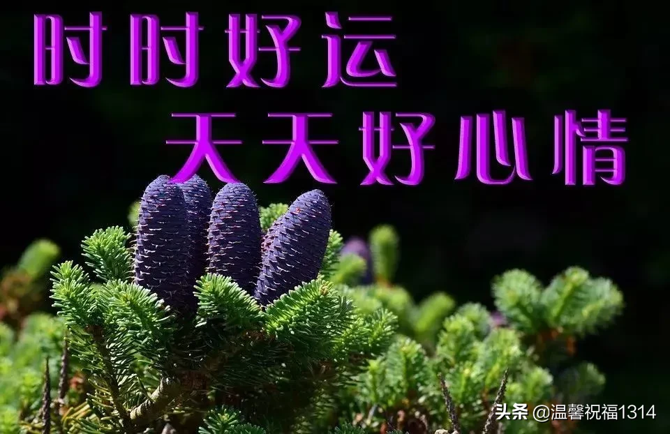 空气透着新鲜，阳光洒下温暖，愿你好心情陪伴，分分秒秒顺利平安