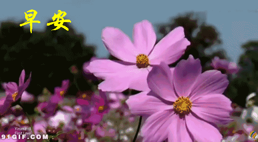 早上好动态图片带字和鲜花 早上好图片大全图片
