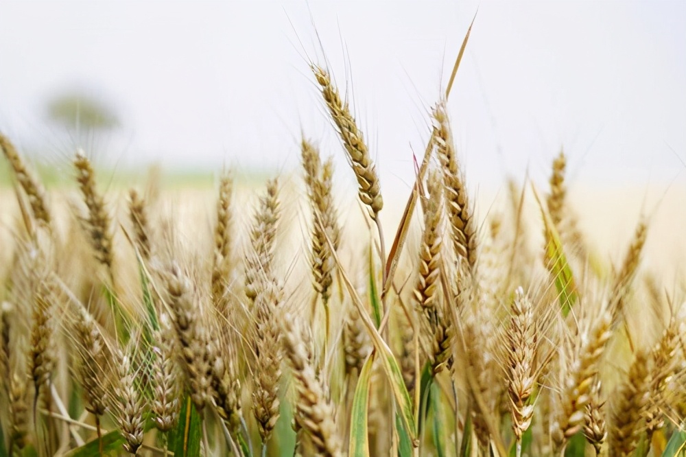 河南山东局部地区迎来阴雨袭击，小麦价格再涨1分