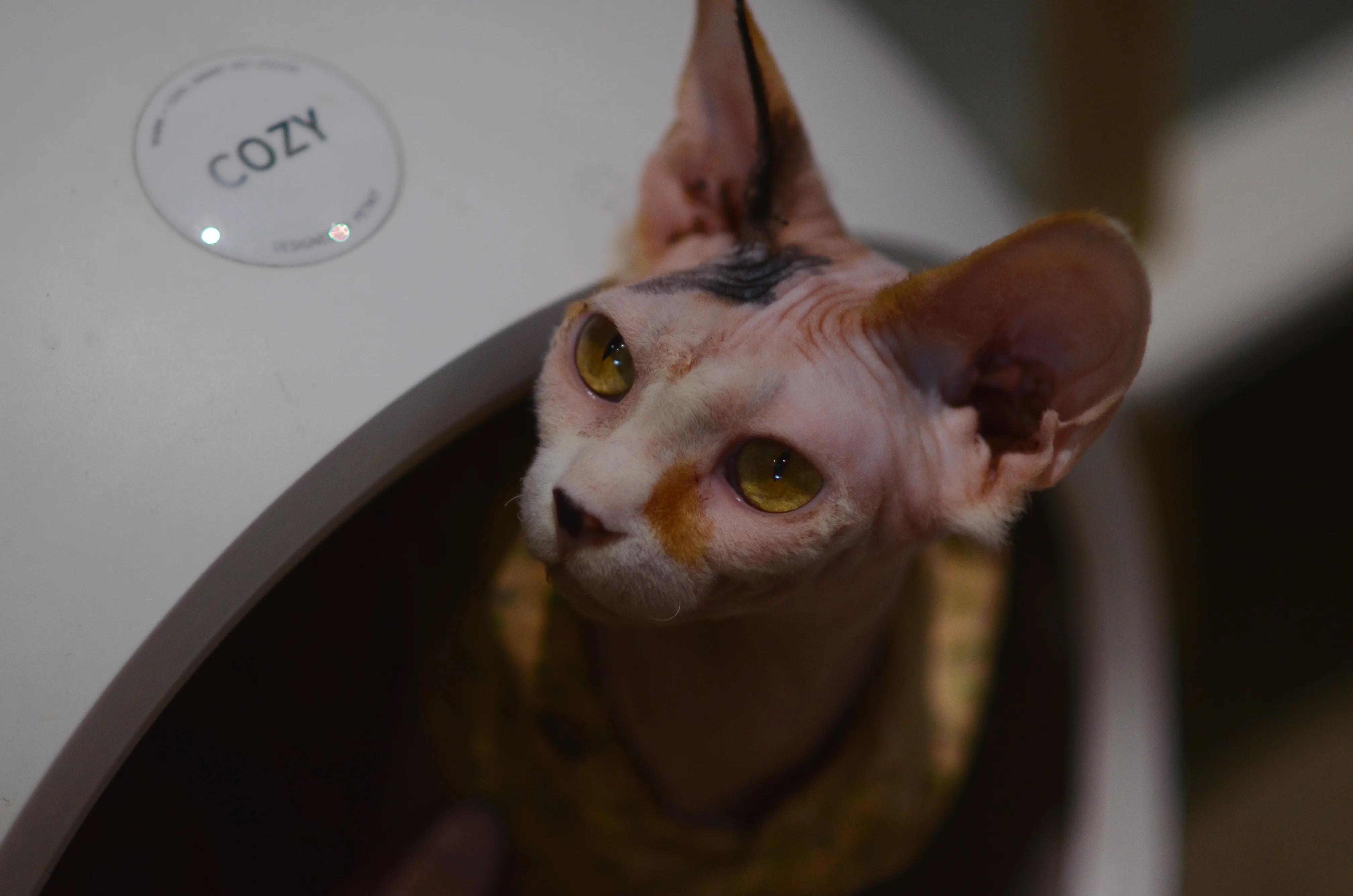 宠物拍摄猫咪篇