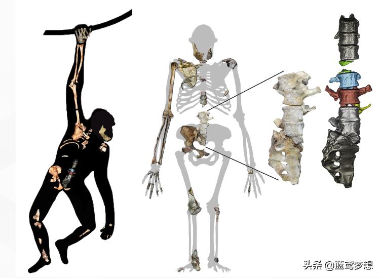Research: Australopithecus source species can walk like humans while ...