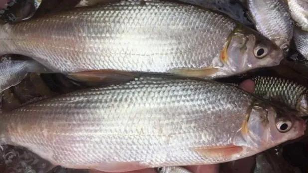 Yellow end Gu and experience of actual combat of green end Gu are shared 4, should change to be adjusted in time according to piscine affection when go angling