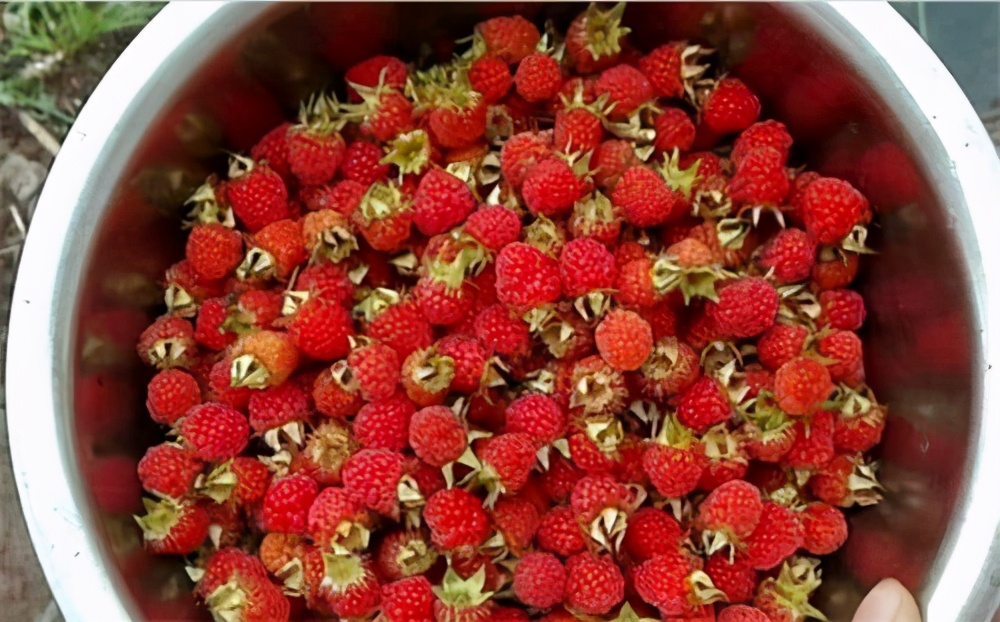 3月就开始结果，味道酸酸甜甜，以前满山是，现