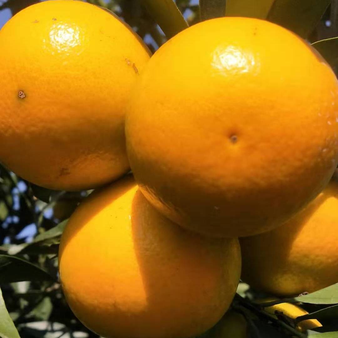 「水果行情」柑橘销不同地区，皇帝柑采收二刀果，今日产区地头价