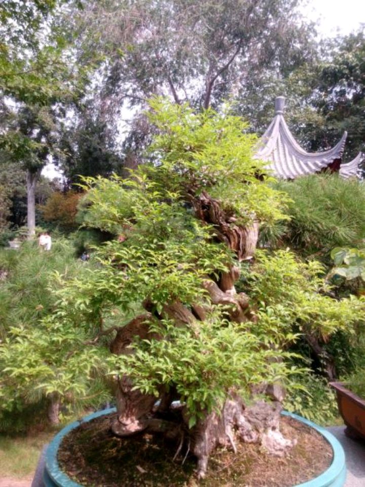 牡荊有什麼利用價值? - 資訊咖