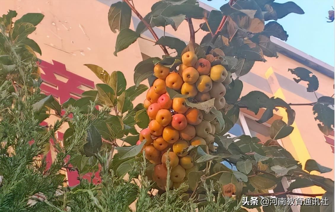 滑縣牛屯鎮(zhèn)中小學(xué)校慶祝農(nóng)民豐收節(jié)專題活動(圖19)