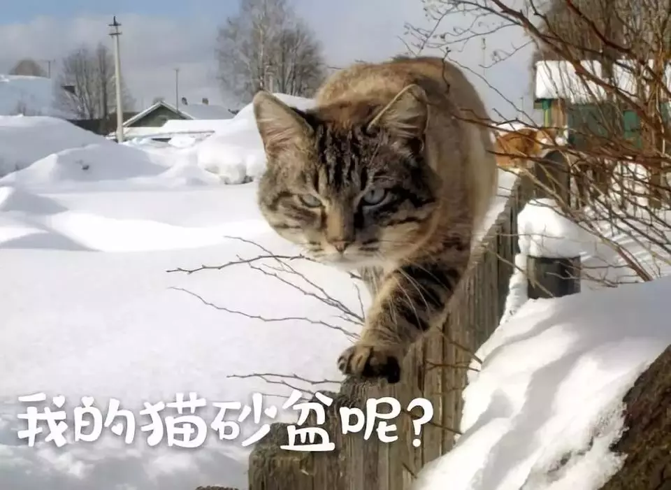 如何选对一款猫砂？