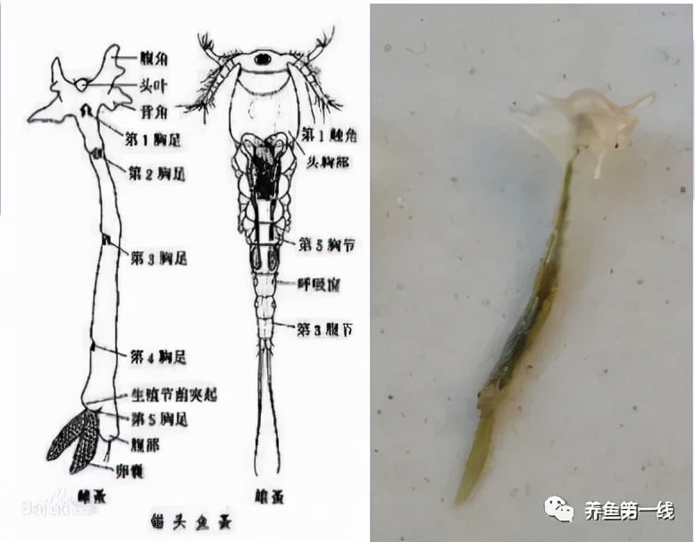 水产虫类图谱图片