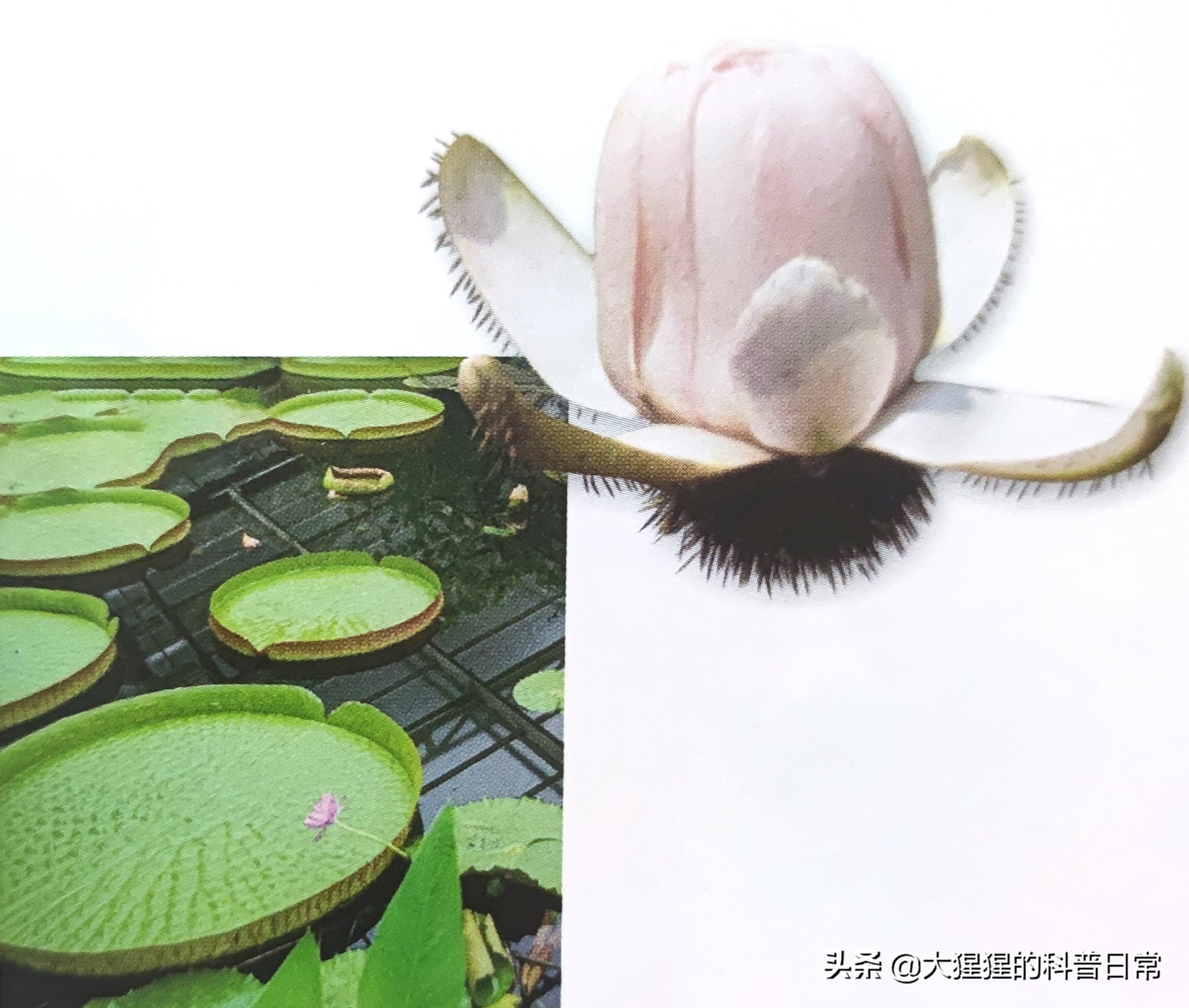 有花植物 基部被子植物 资讯咖
