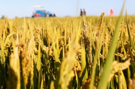 什麽是海水稻？中國人在迪拜種水稻，讓沙漠變糧倉？