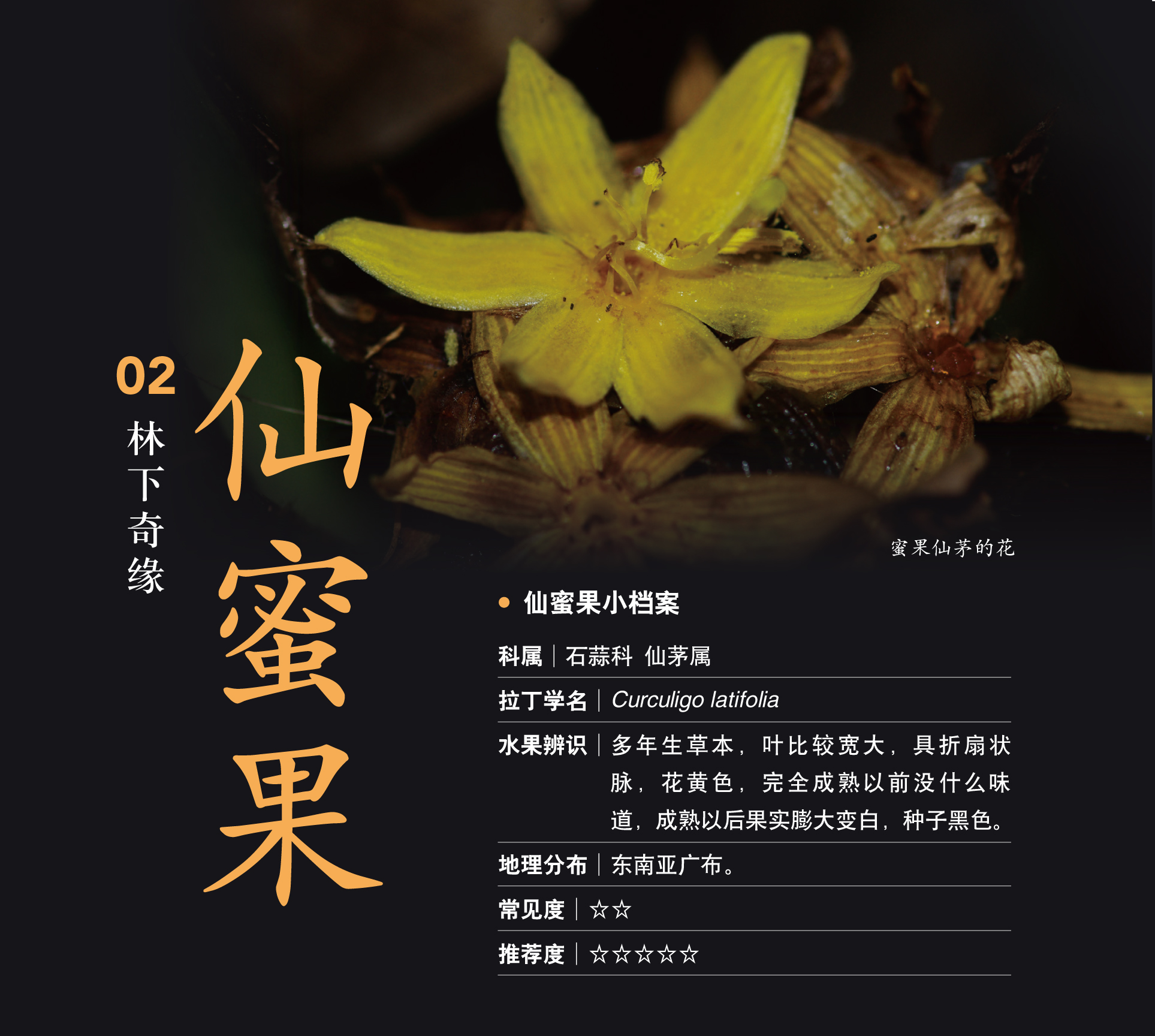 仙蜜果——这种来自热带雨林的神秘水果究竟有什么奇特的功效？