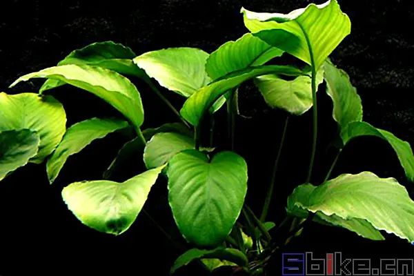 Sbike動植物百科 十大美麗的陰性水草 適合陰性草缸造景 Mp頭條