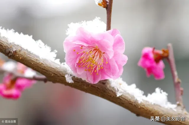 关于梅的诗句大全 梅雪争春未肯降，骚人阁笔费评章图片