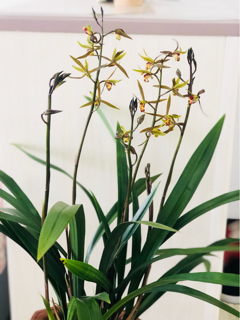 5 kinds of "noble flowers", the rich and noble people love to raise