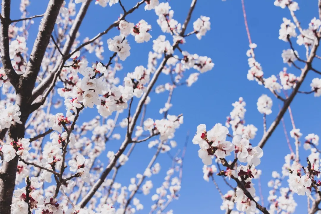 【人文临潭】杏花落了一地