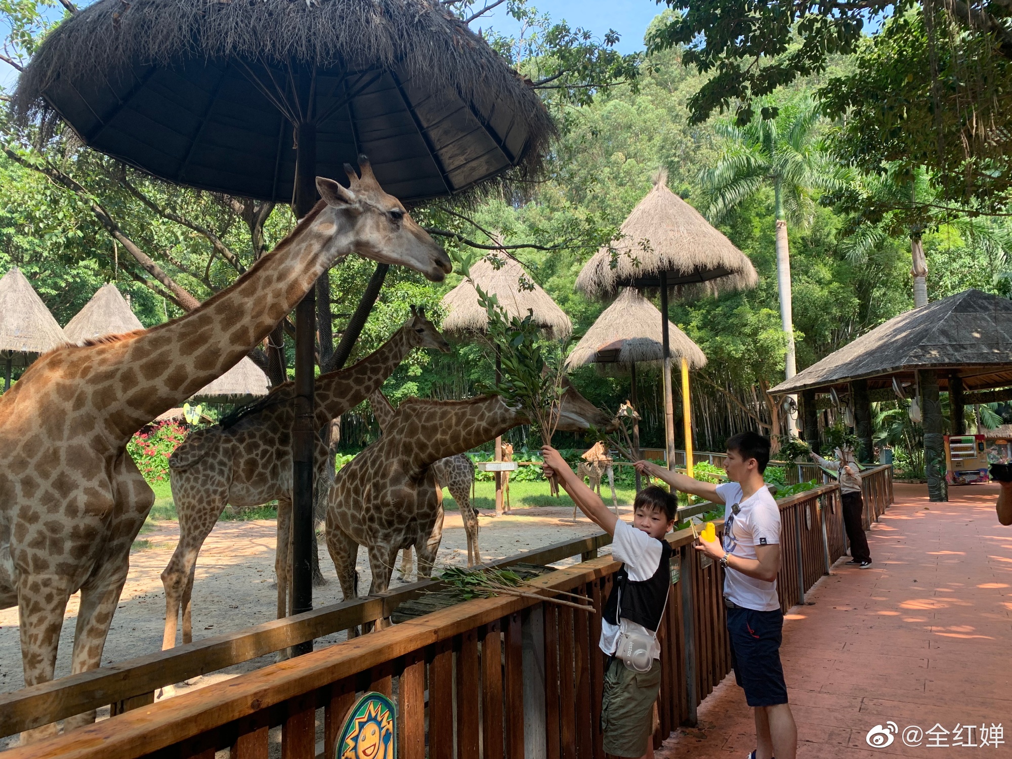 全红婵最新发文！狂晒7张照片，14岁奥运冠军成熟了，文采飞扬