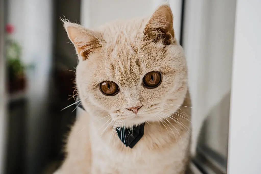 Does using mosquito coils in summer really kill cats? iNEWS